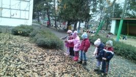 Сеим семена астры...